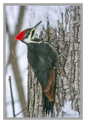 Pileated Woodpecker (F): SERIES of Two Images