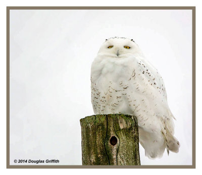 Snowy Owl: Series of Two Images