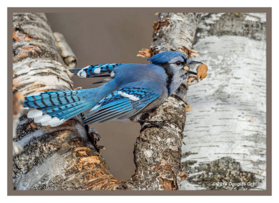 Blue Jay with Peanut(s)