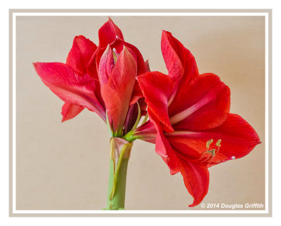 2014 Macro and Flower Photography by Douglas Griffith