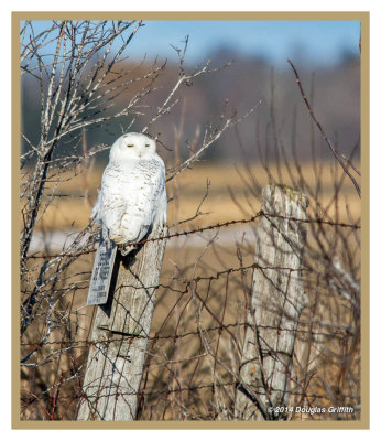 Snowy Owl (M)