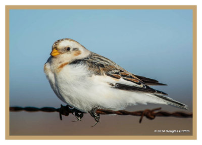 Snow Bunting: Portrait