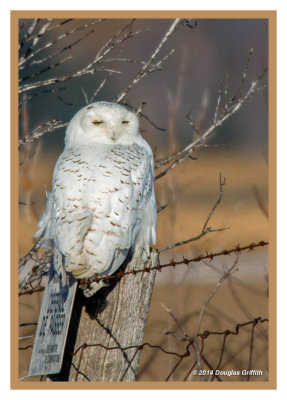Snowy Owl (M)
