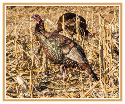 Wild Turkey (Eastern Male): Standing Guard