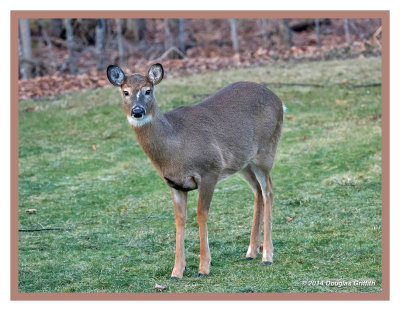 White-tailed Deer (Female): SERIES