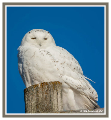 Snowy Owl (M)