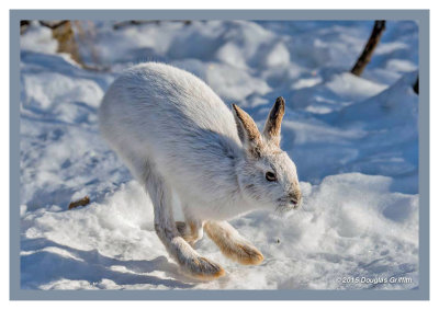 Dashing Thru the Snow: Snowshoe Hare