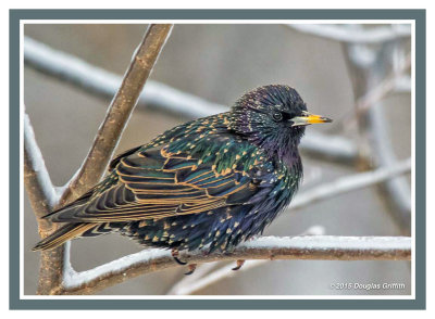 European Starlings: SERIES of Two Images