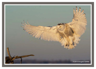 Sunset Landing: Snowy Owl (Female/Juvenile)