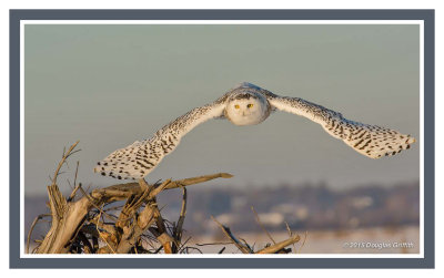Launch into the Setting Sun: Snowy Owl (Female/Juvenile)