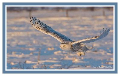 Final Flight Before Sunset: Snowy Owl (Female/Juvenile)
