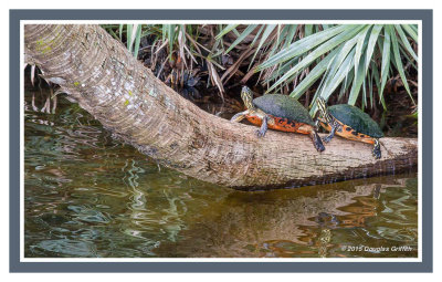 Florida Cooters (Pseudemys floridana)