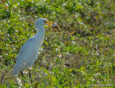 Cattle Egret with Lunch