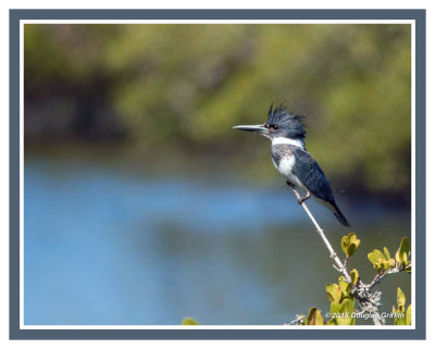 Belted Kingfisher 