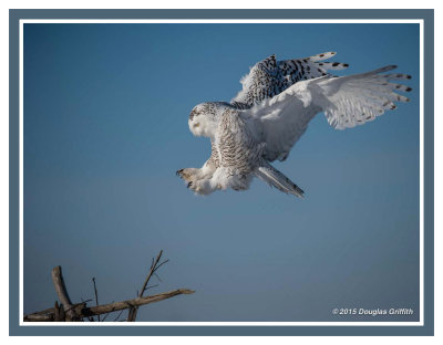 Focus on Landing: Snowy Owl (Female/Juvenile)
