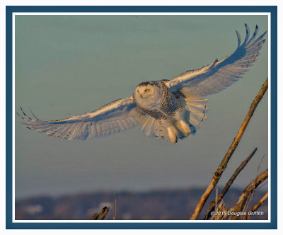 Twilight Flight: Snowy Owl (Female/Juvenile)