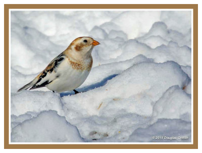 Snow Bunting: SERIES of Two Images
