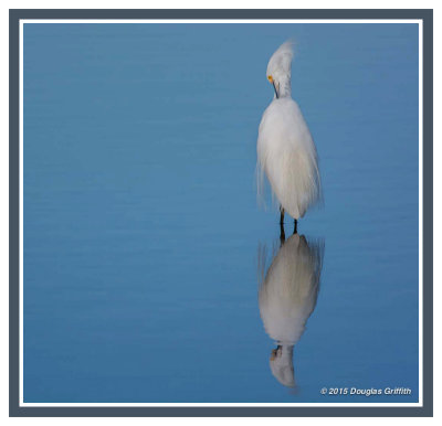 Reflection_2: Snowy Egret