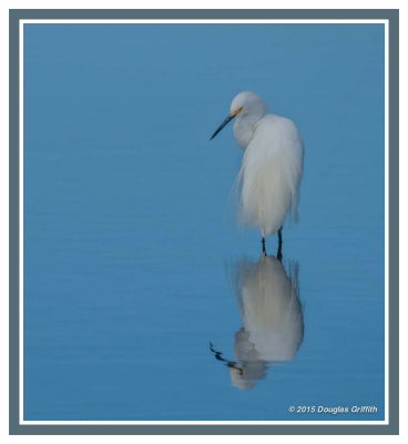 Reflection: Snowy Egret