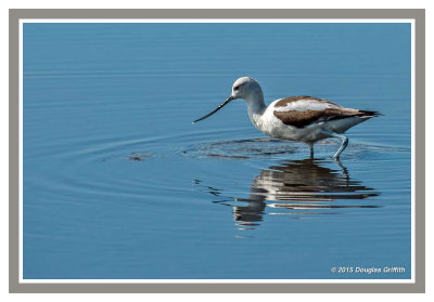 American Avocet: SERIES of Two Images