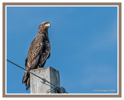 Bald Eagle (Juvenile): SERIES of Two Images
