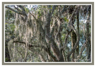 Spanish Moss