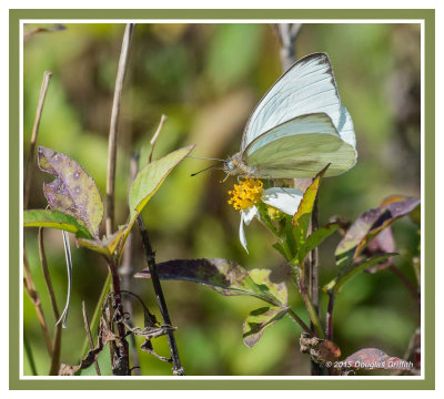 Great Southern White 