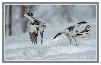 Snow Buntings: Aggression in the Snow