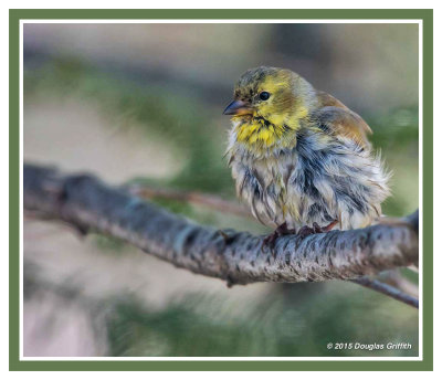 The Bath: American Goldfinch