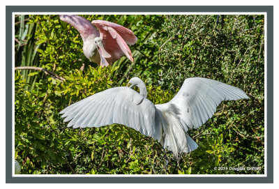 Roseate Spoonbill (Top) and Great Egret (Bottom)