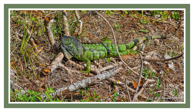Green (Common) Iguana: SERIES of Two Images