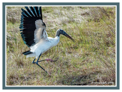 Wood Stork: SERIES of Two Images