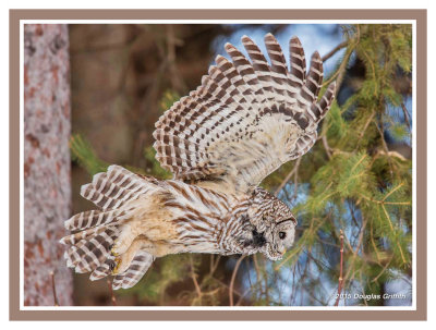 Barred Owl: SERIES of Seven Images