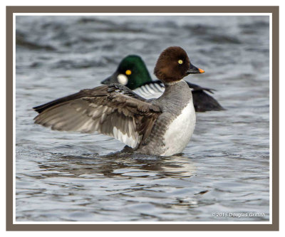 Common Goldeneyes: A Story of Spring: SERIES