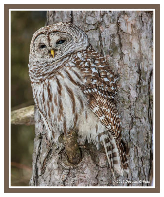 Barred Owl