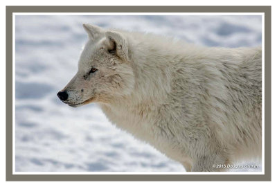 Arctic Wolf: SERIES of Two Images