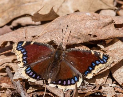 Mourning Cloak