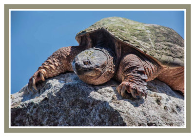 Snapping Turtle: Two Images