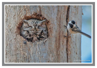 Eastern Screech Owl (and Friend)