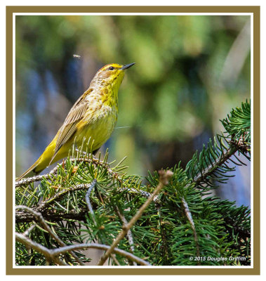 Palm Warbler (and Potential Brunch Candidate)