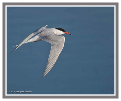 Common Tern