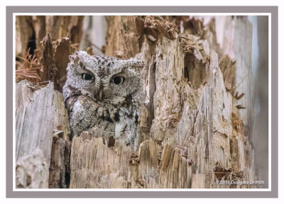 Eastern Screech Owl