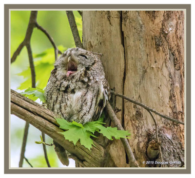 Eastern Screech Owl