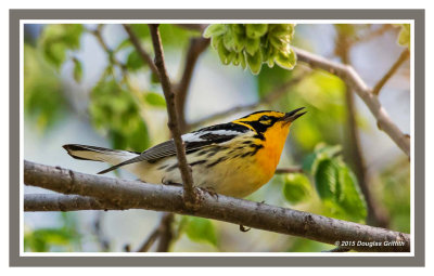Blackburnian Warbler (M): SERIES of Two Images