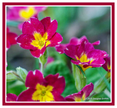 Primula 2