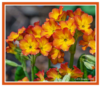 Primula 1