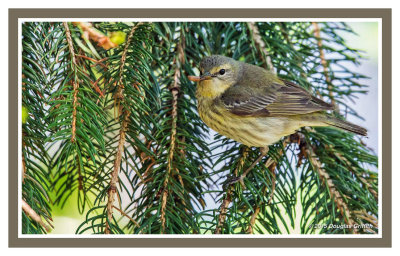 Cape May Warbler (F)