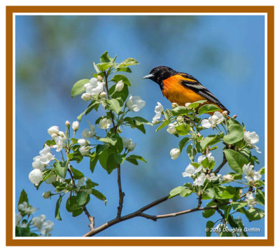Baltimore Oriole: SERIES of Two Images