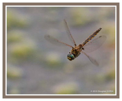 Dragonfly (Type TBD)
