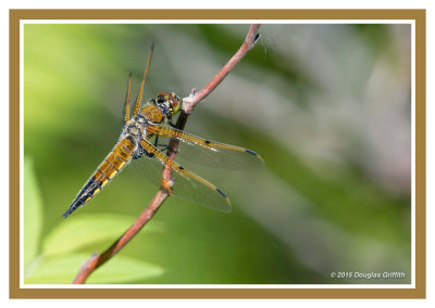 Dragonfly: Four-spotted Skimmer: SERIES of Three Images